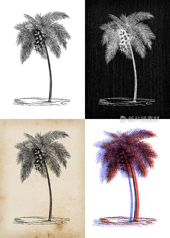 古董植物学插画:椰子树(Cocos nucifera)